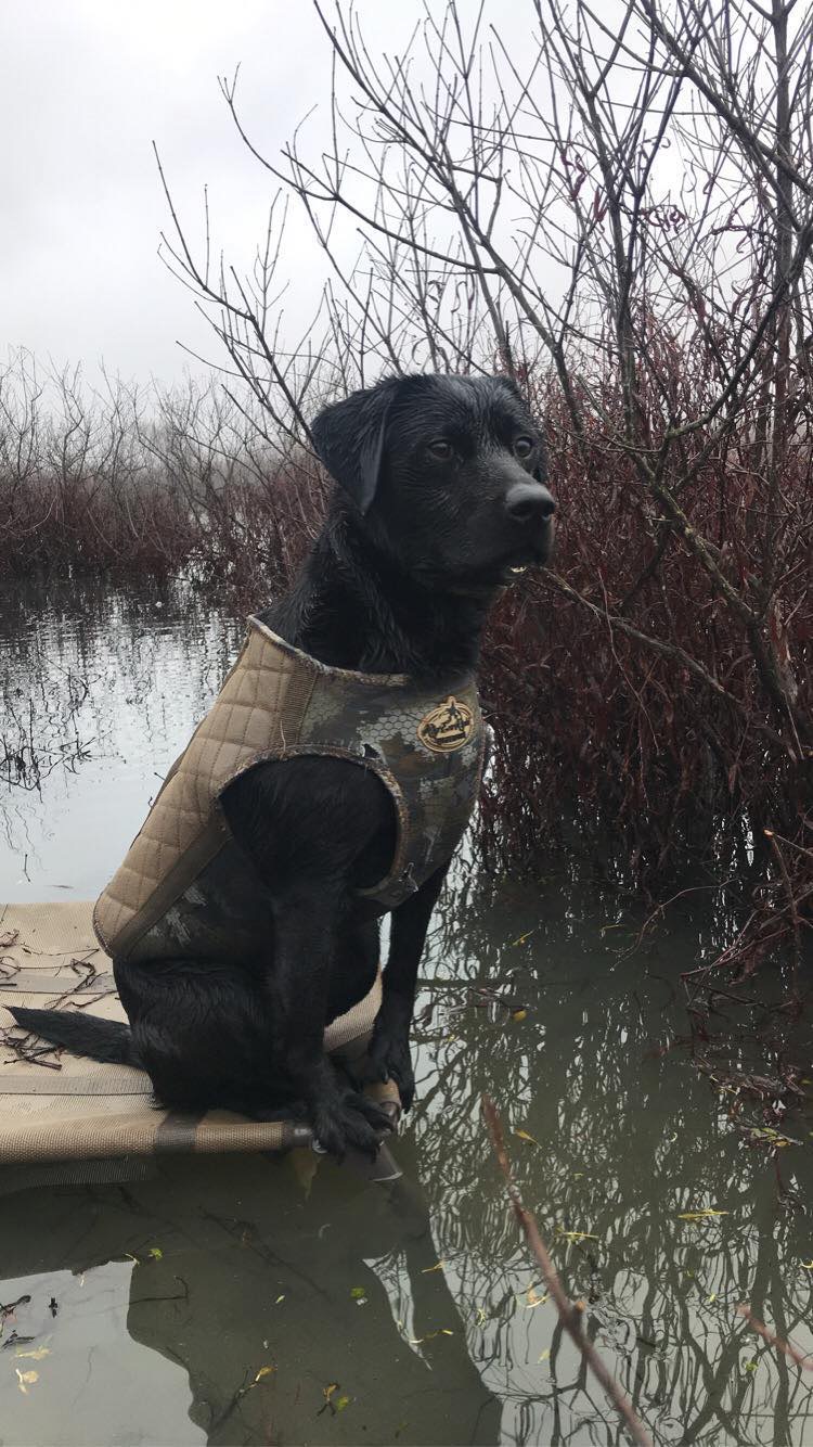 HRCH Mad Miss Macy On The Ridge | Black Labrador Retriver