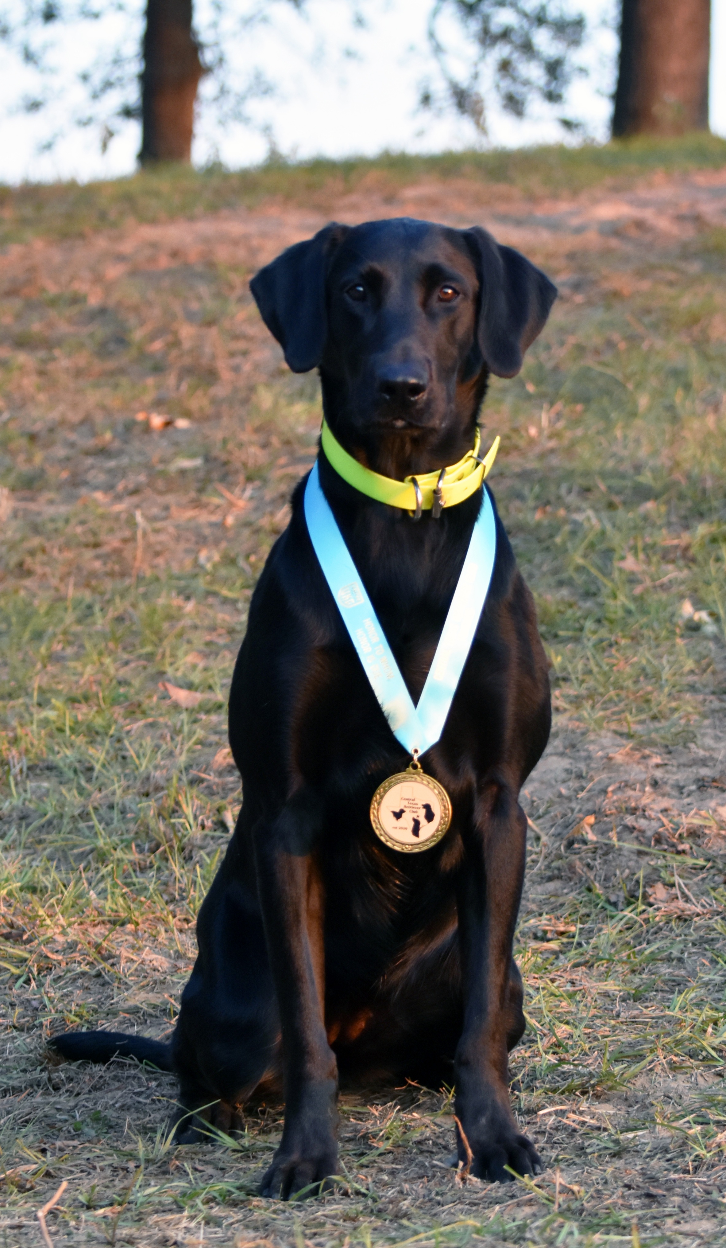 HRCH Townhill Midnight Bluebird | Black Labrador Retriver