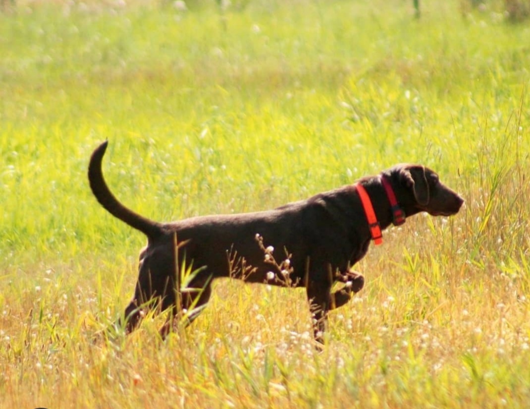 SHR Skyriver's Don't Stop Retrievin' SH | Chocolate Labrador Retriver