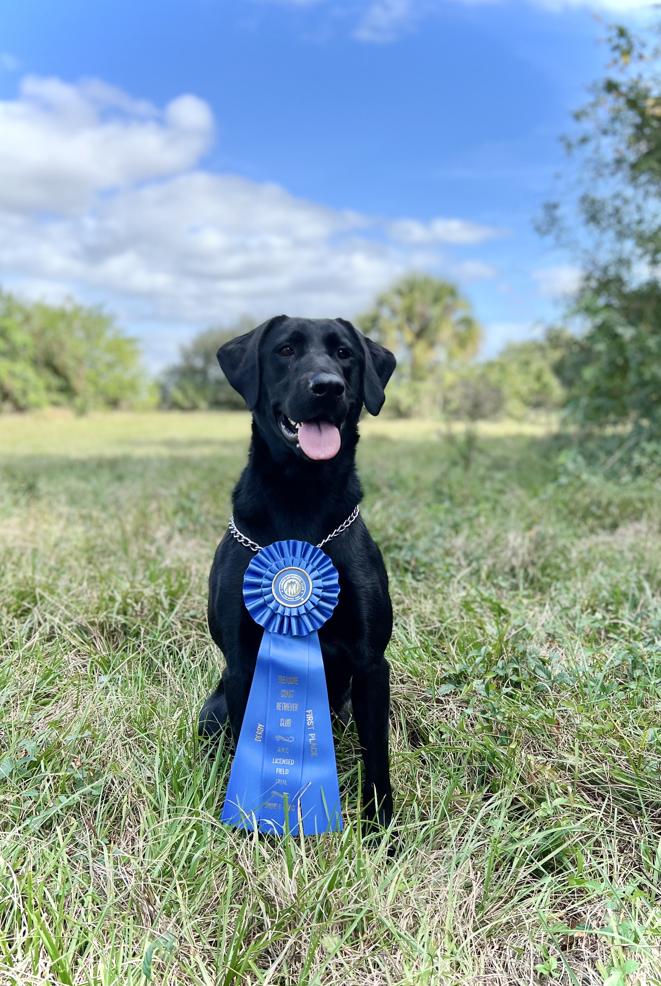 Onsby's Tropical Disturbance NDL | Black Labrador Retriver