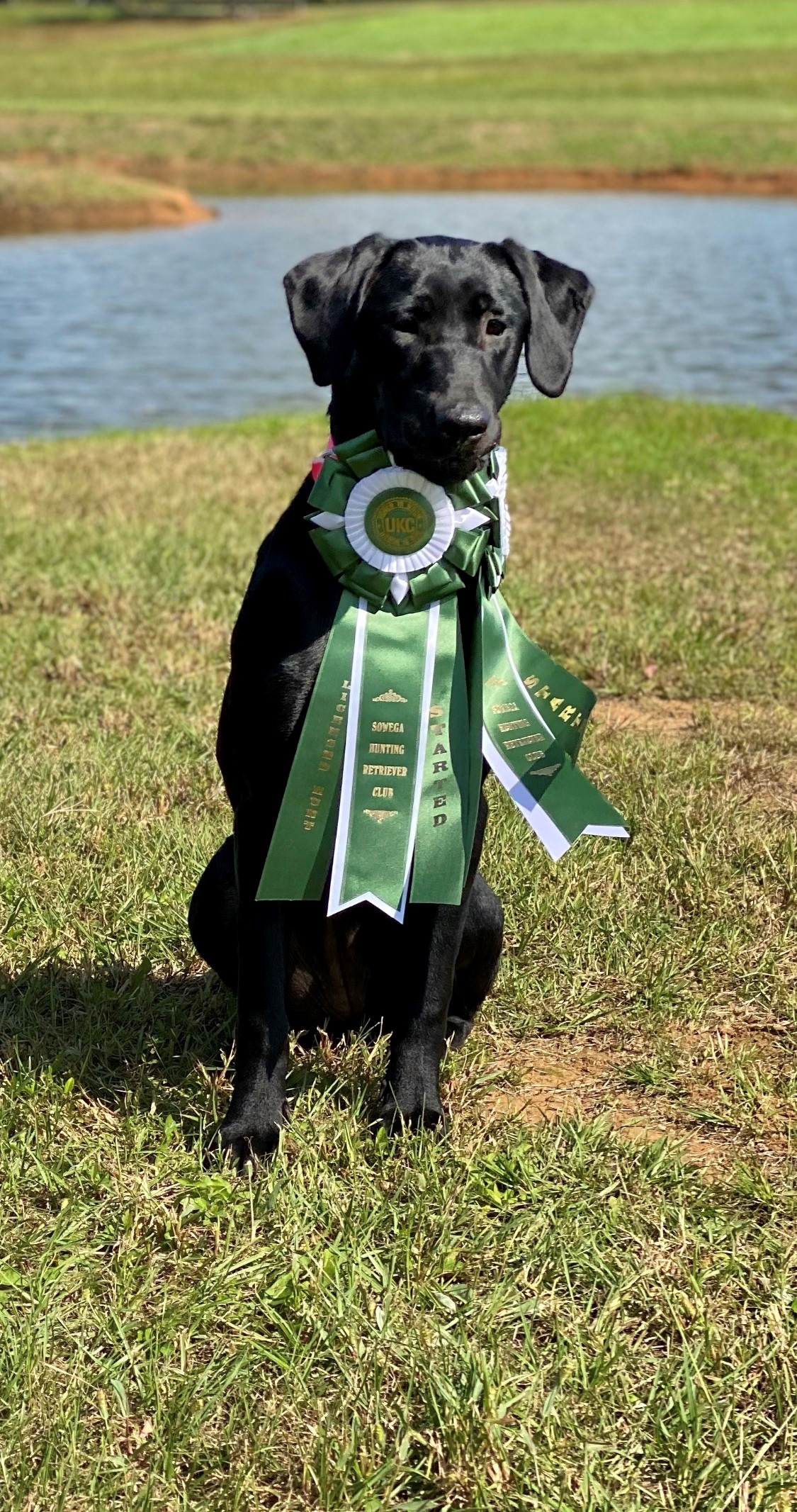 Onsby's Tropical Disturbance NDL | Black Labrador Retriver