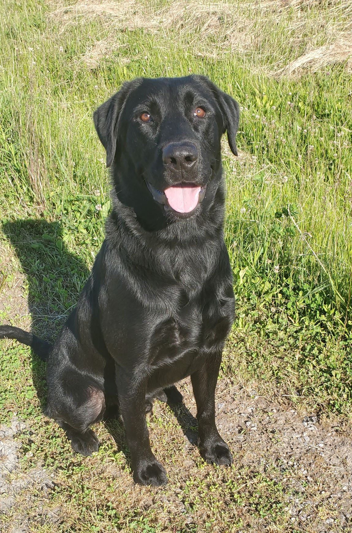 Baypoint's Mighty Tarnation | Black Labrador Retriver