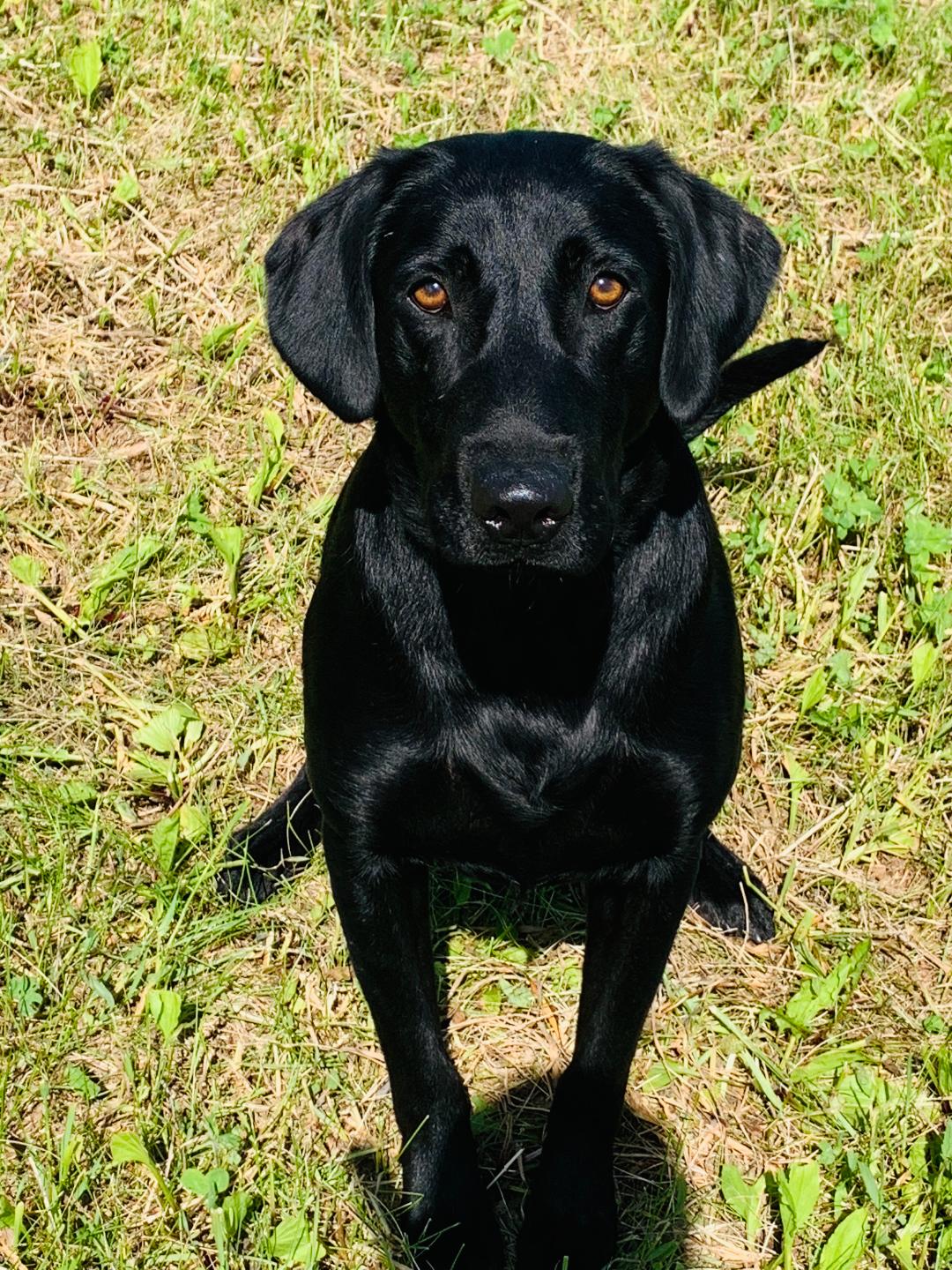 Louisiana Black Magic Now You See Me Now You Don't QAA | Black Labrador Retriver