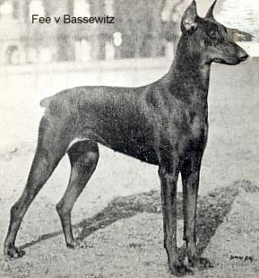 Fee v. Bassewitz | Black Doberman Pinscher