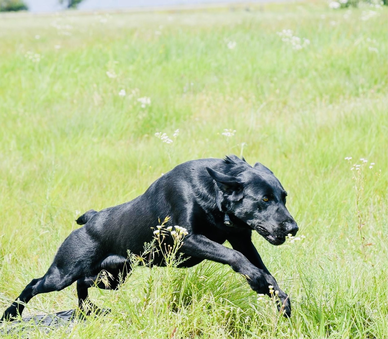 Louisiana Black Magic Now You See Me Now You Don't QAA | Black Labrador Retriver