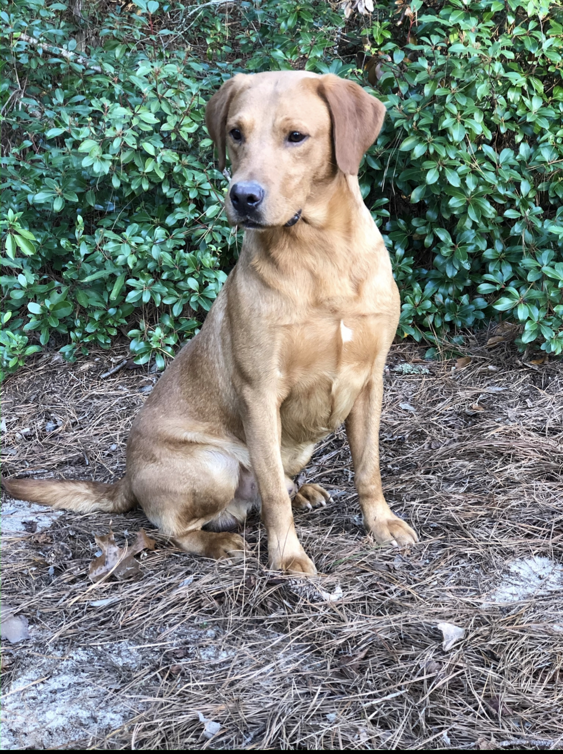 Ttf Beaver Creek's Huk | Yellow Labrador Retriver