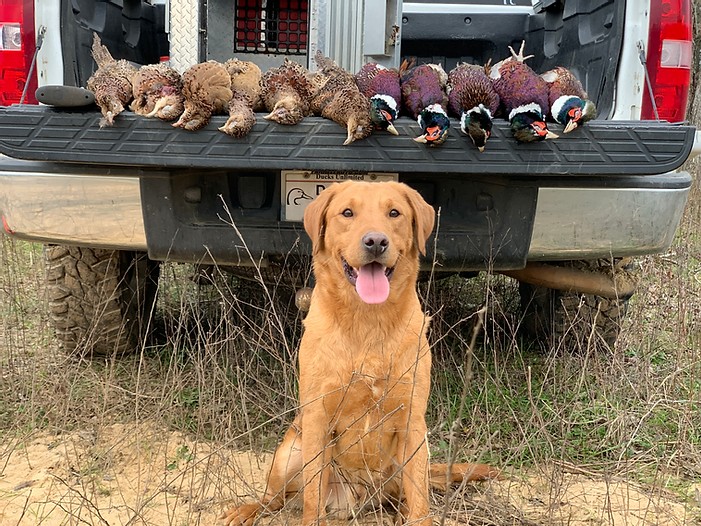 Ttf Beaver Creek's Huk | Yellow Labrador Retriver