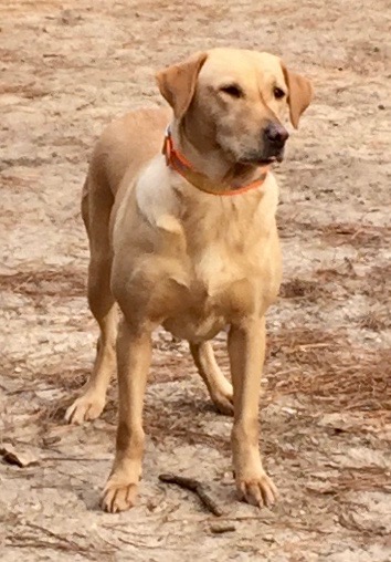 Beaver Creek's Noodle | Yellow Labrador Retriver