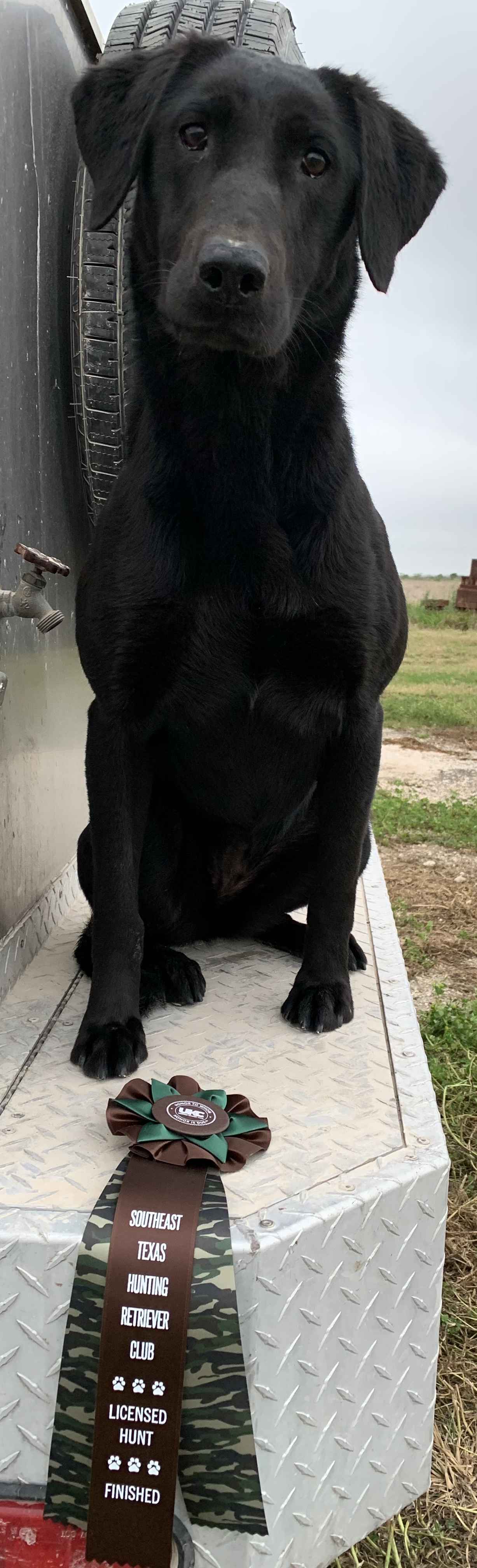 HRCH Simm’s Mountain Cajun Gypsy Rose MH | Black Labrador Retriver