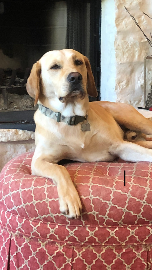 Lake Tucker Stroup | Yellow Labrador Retriver