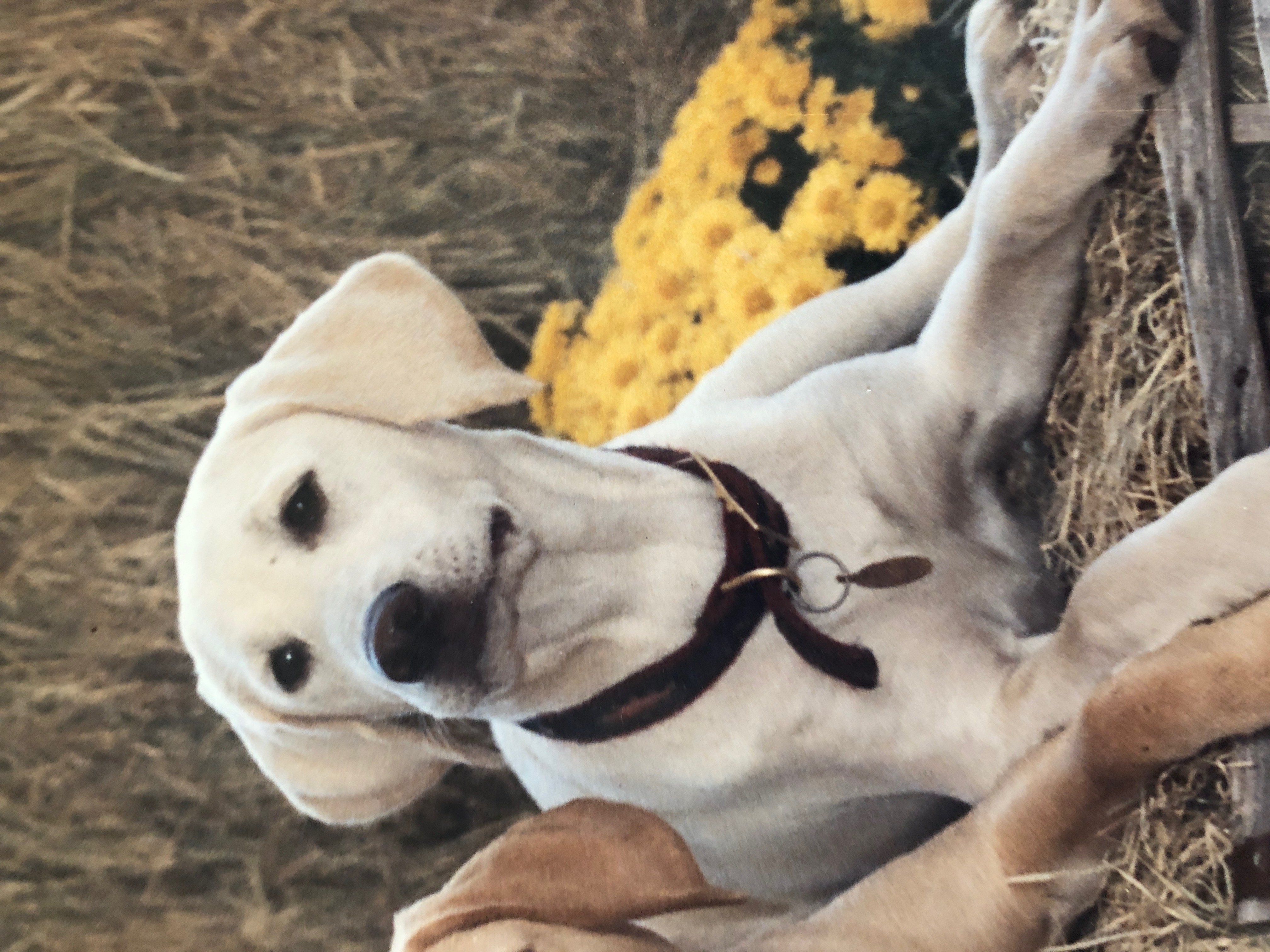 Tucker Lake Stroup | Yellow Labrador Retriver