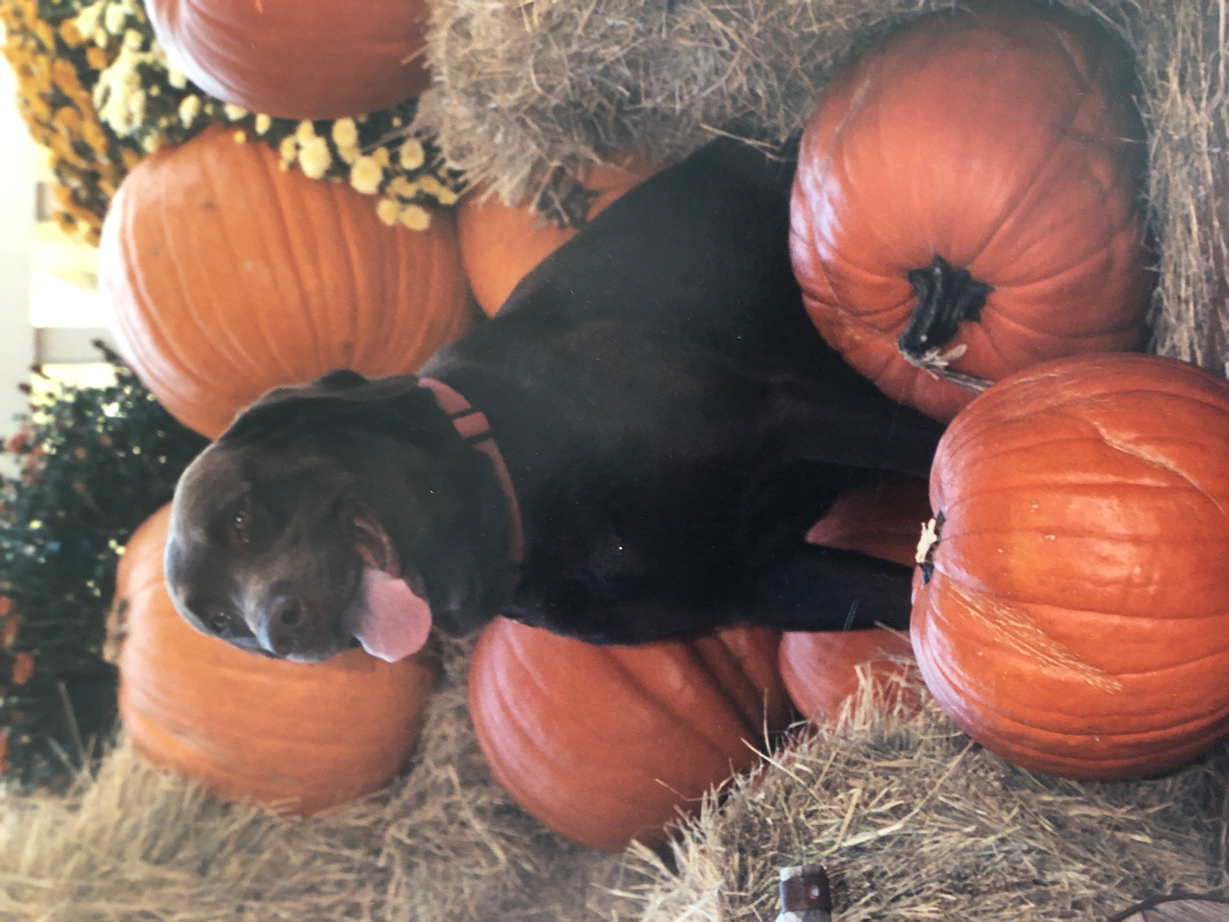 Stroup's Colby Buckaroo | Chocolate Labrador Retriver