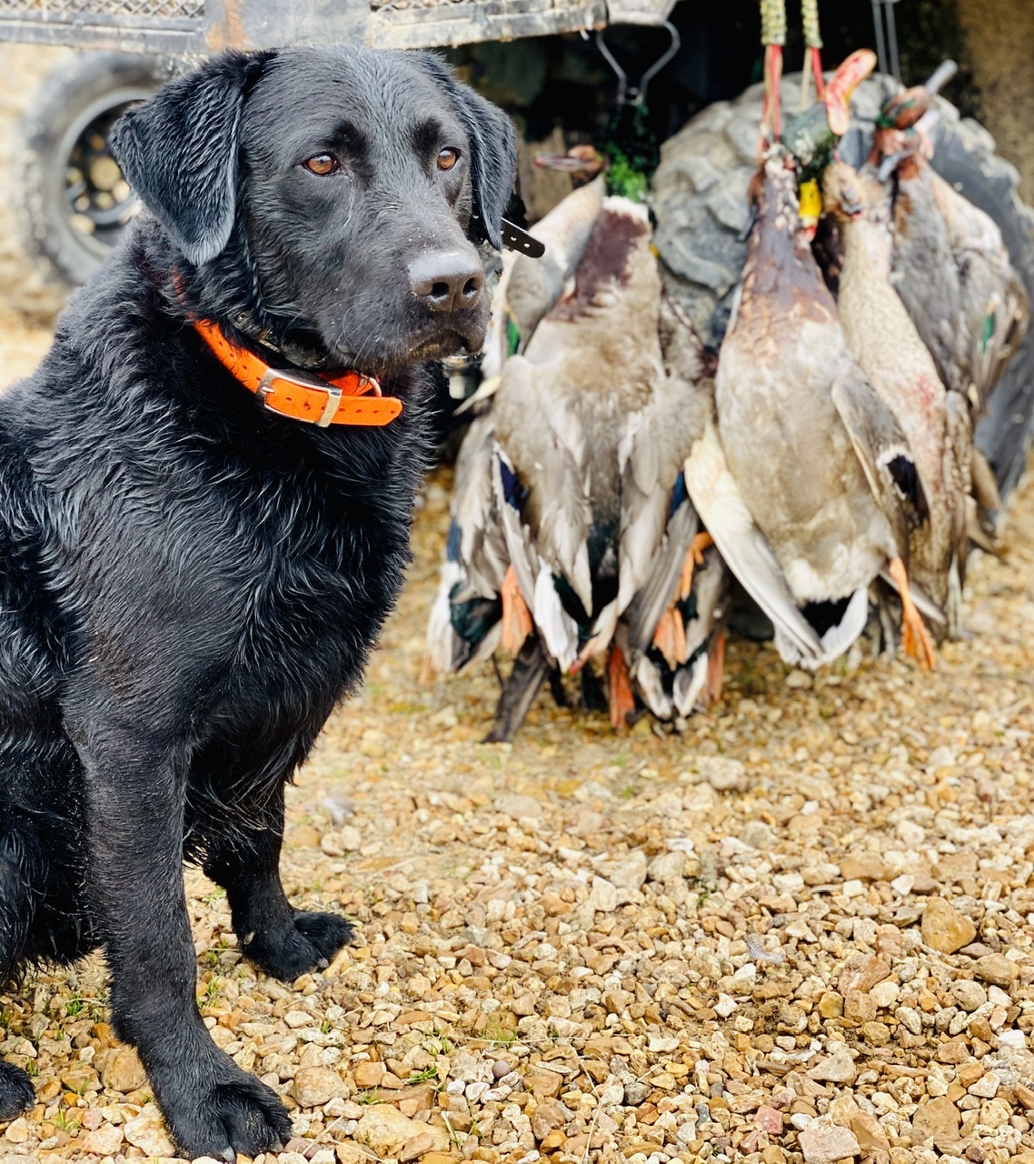 HRCH Tri Stars Mr Fantastic | Black Labrador Retriver