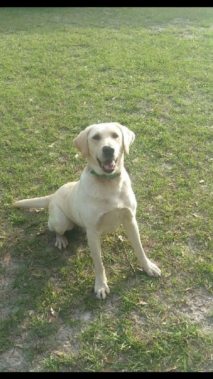 Cannon Jackson | Yellow Labrador Retriver