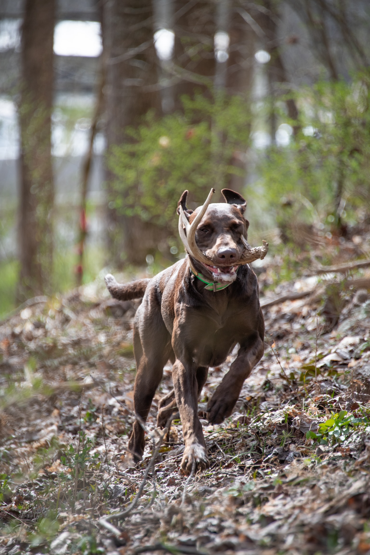 ESD Blue Clay Ruths Lil Dot DS | Chocolate Labrador Retriver