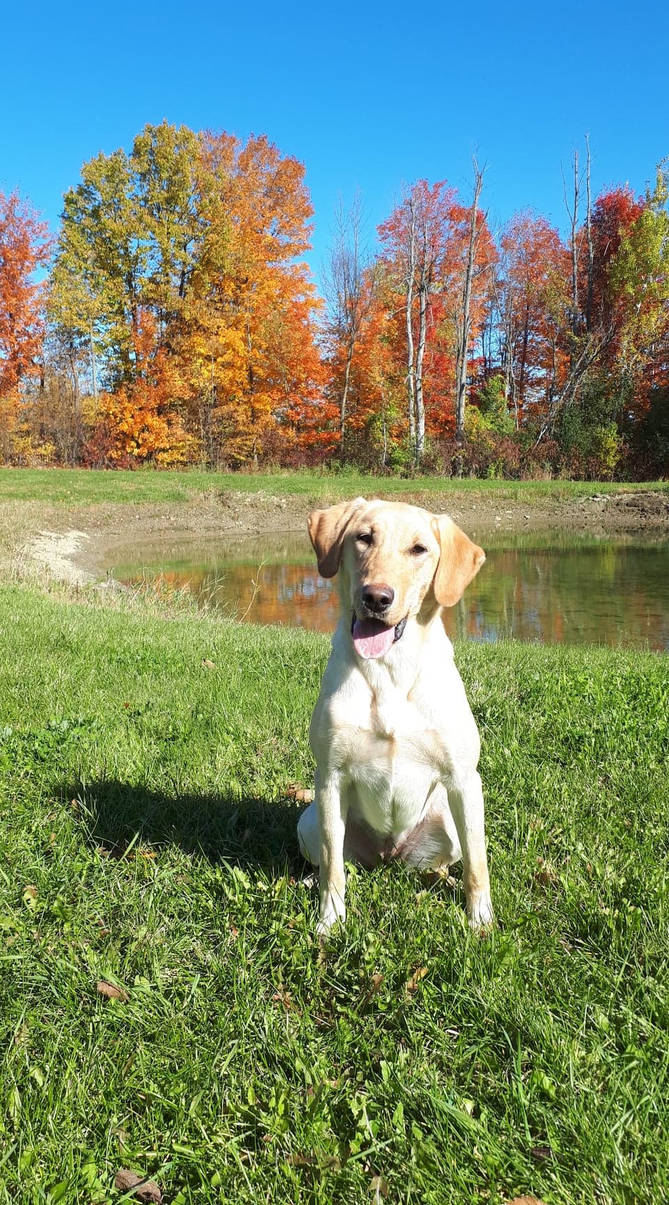 Maplepond Belle Topaze | Yellow Labrador Retriver