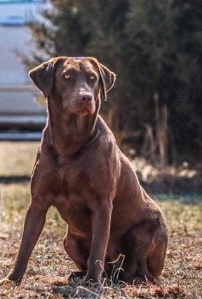 HRCH Abby Miller's Chocolate Kiss | Chocolate Labrador Retriver