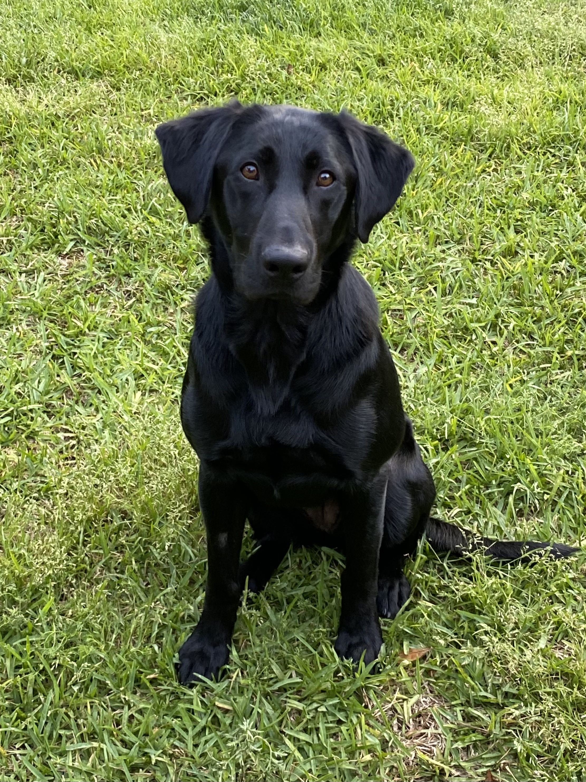 Docheno Coastal Marsh Rosebud QAA | Black Labrador Retriver