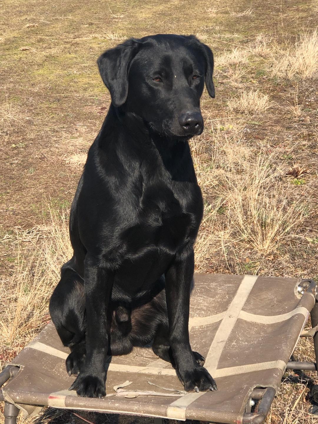 HRCH Only Boy Who Could Ever Tch Me | Black Labrador Retriver