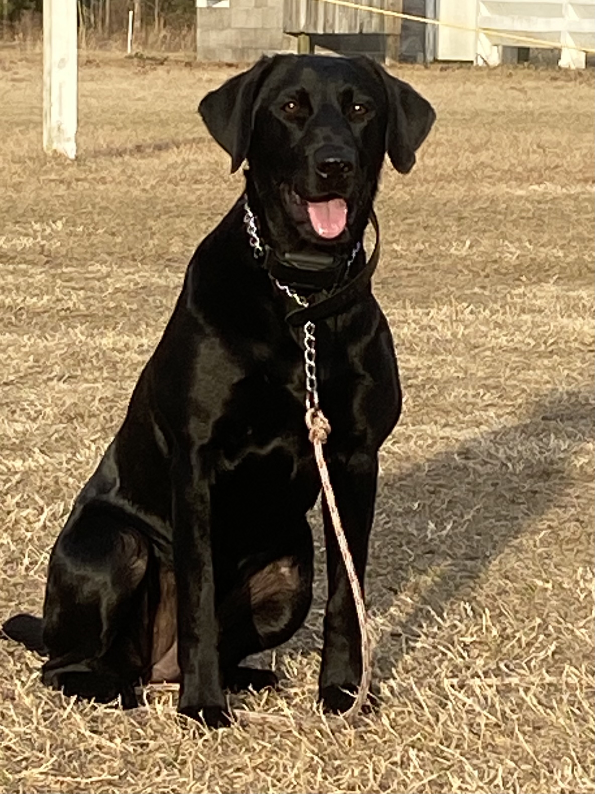 Coastal Marsh Monkey | Black Labrador Retriver