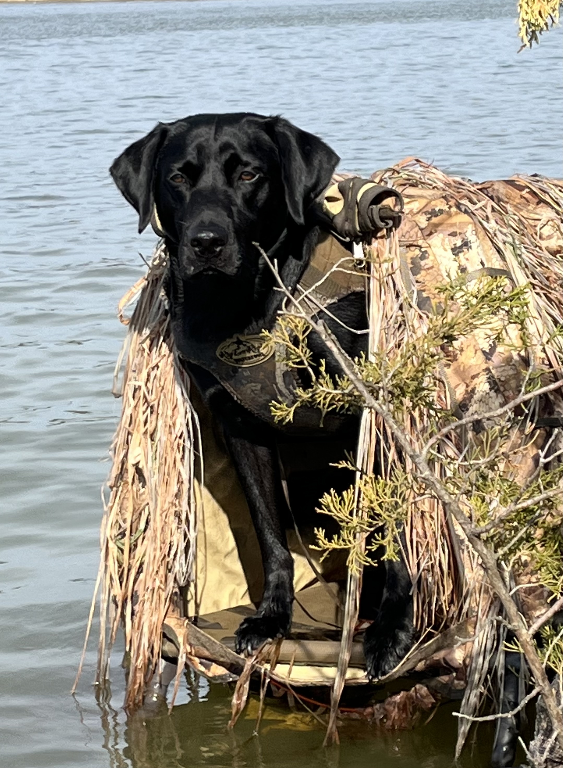 HRCH  Diesels Power Stroke Turbo MH | Black Labrador Retriver