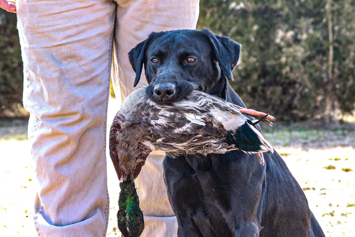 HRCH  Diesels Power Stroke Turbo MH | Black Labrador Retriver