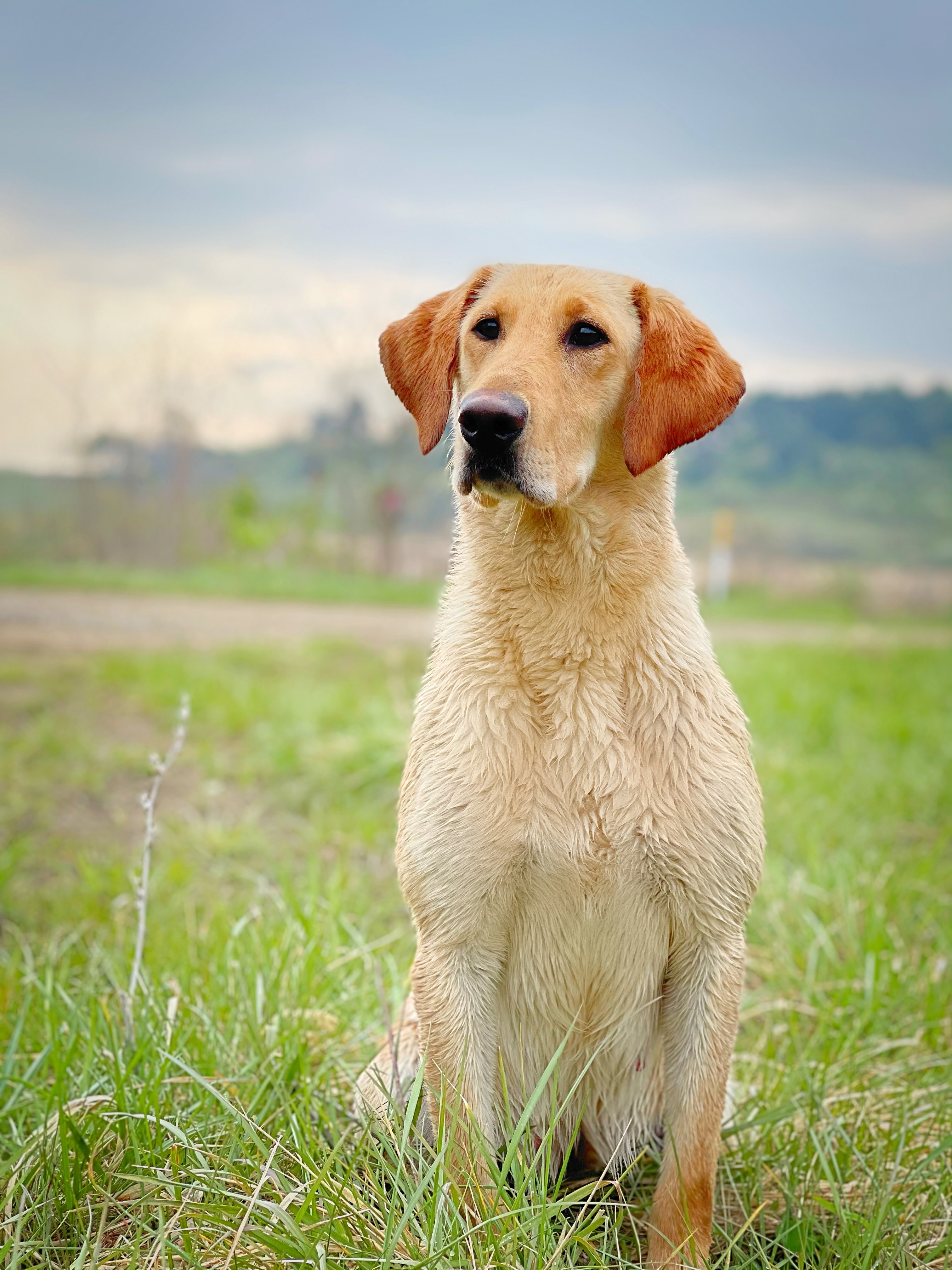 Blackwater Rudy Mighty Piper | Yellow Labrador Retriver