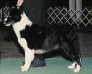 Shoreland Shi Beginning At Marquee | Border Collie 