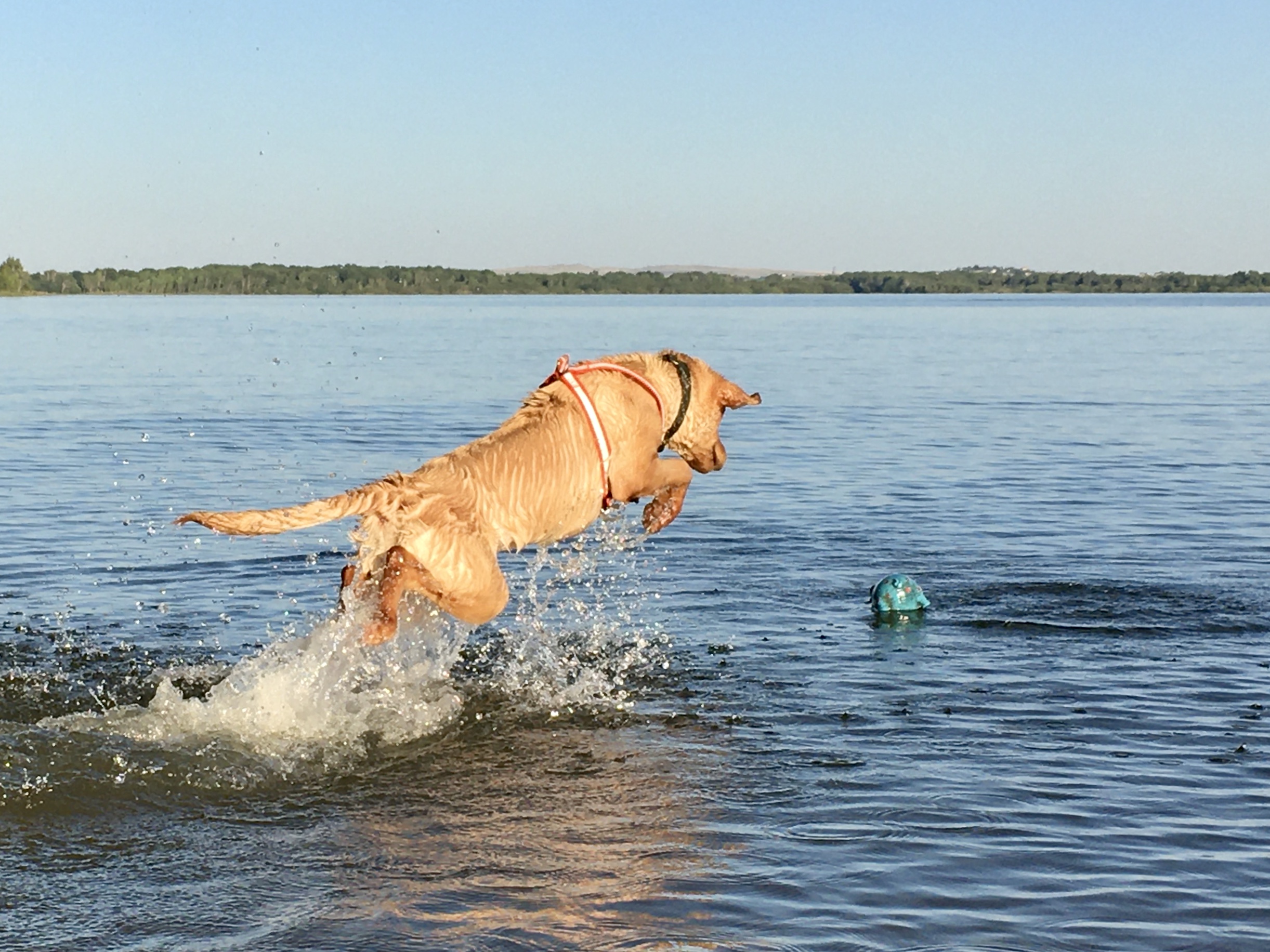 Sitka Shedd Ranger | Yellow Labrador Retriver