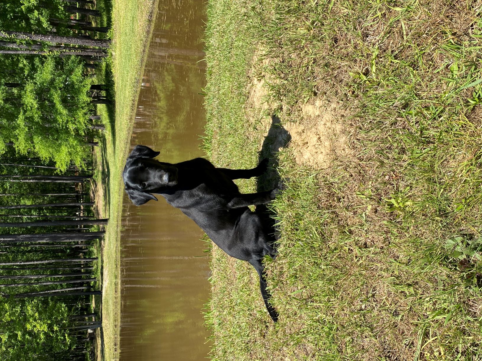 HRCH MCK's Ironweed's Ashes Of Peace MH | Black Labrador Retriver