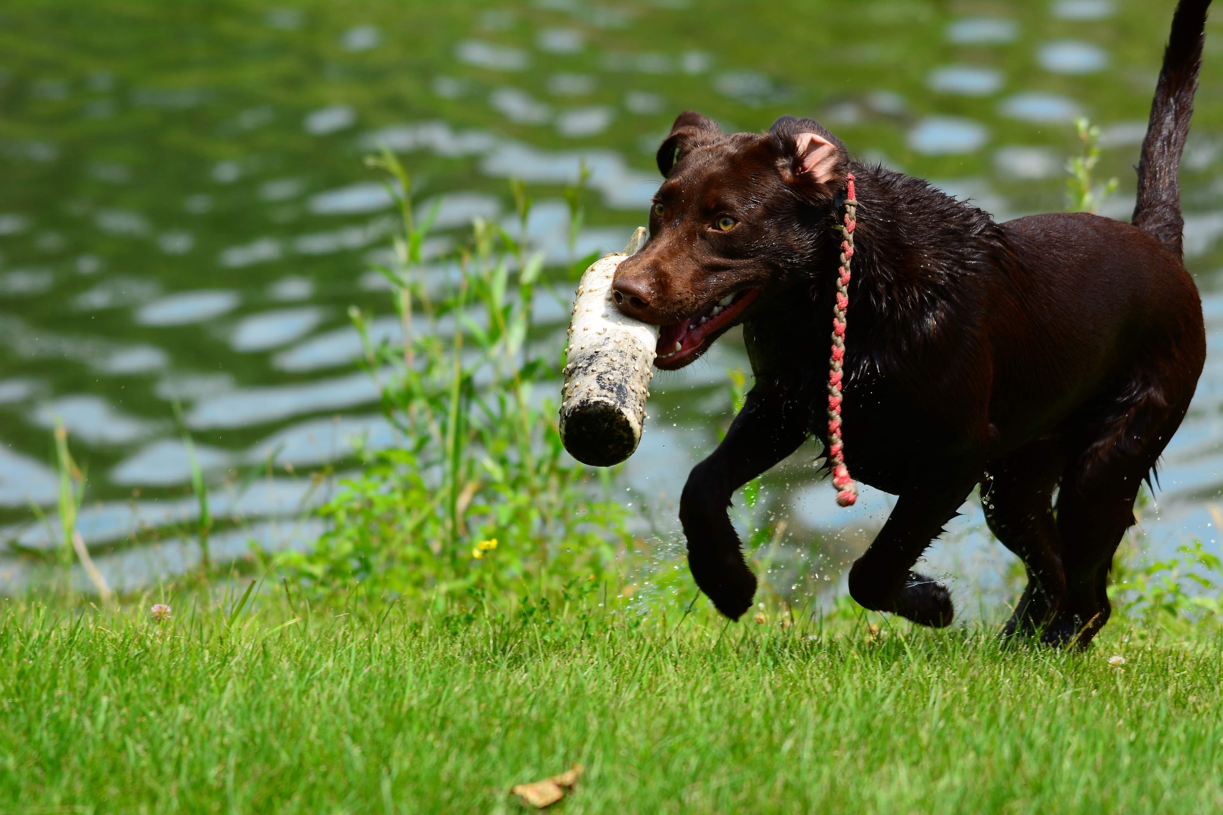 Sheetwater’s rebel son drunk one | Chocolate Labrador Retriver