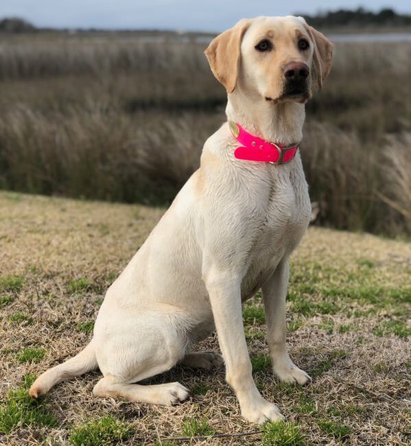 Kennedy's Journey JH | Yellow Labrador Retriver