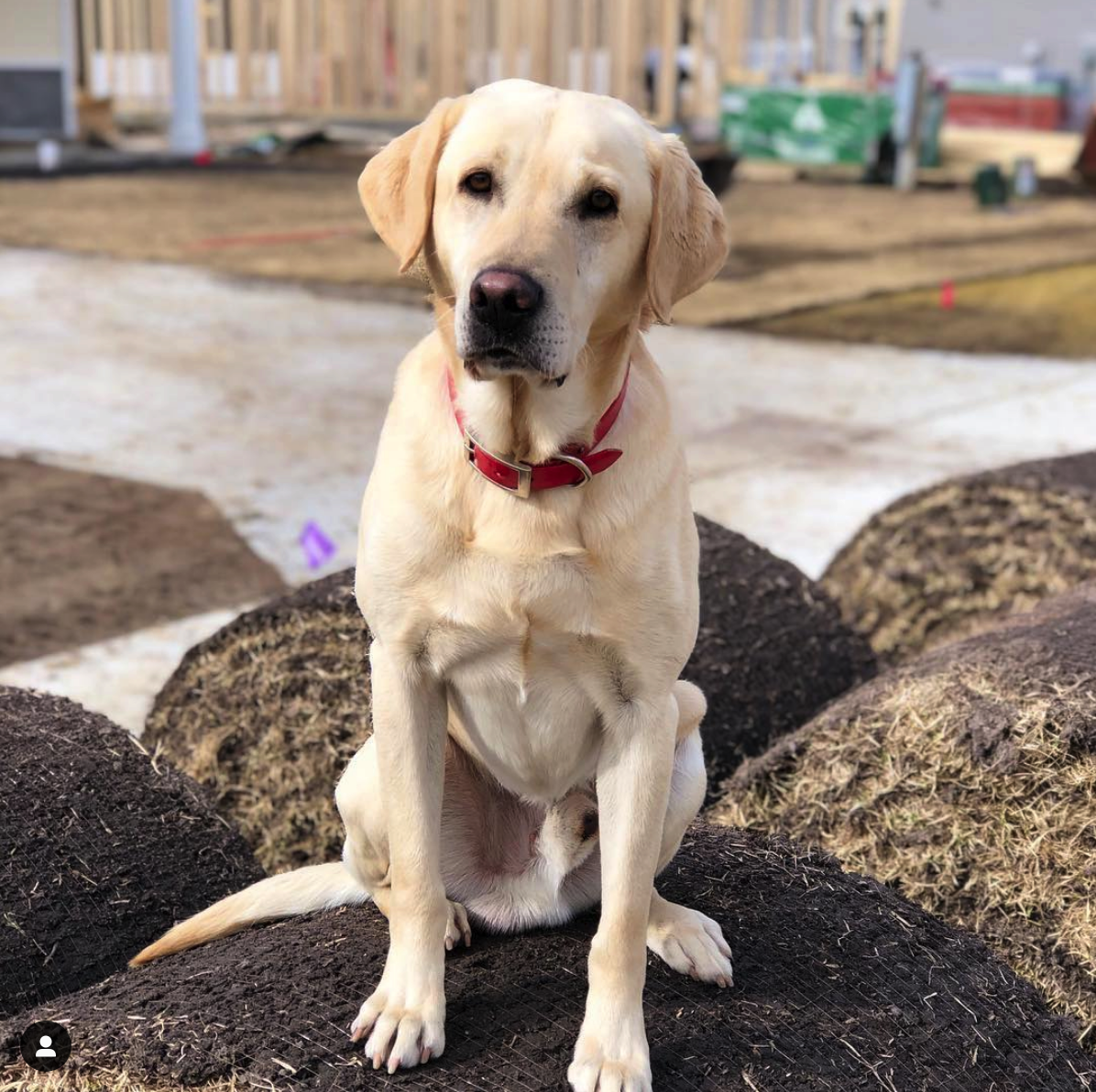 Featherpoint's Feather Fever SH | Yellow Labrador Retriver