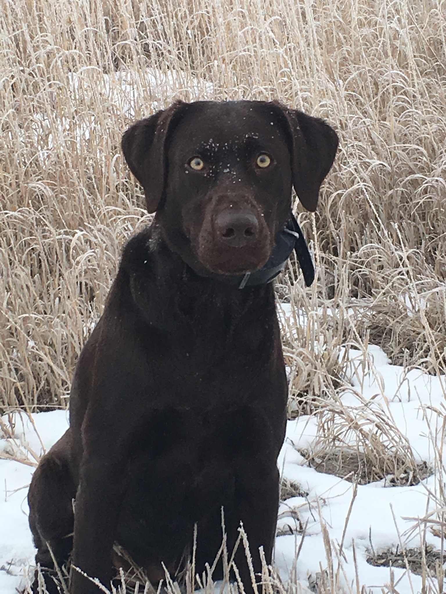 Hunter Haven Ben’s Jazzy Tricks | Chocolate Labrador Retriver