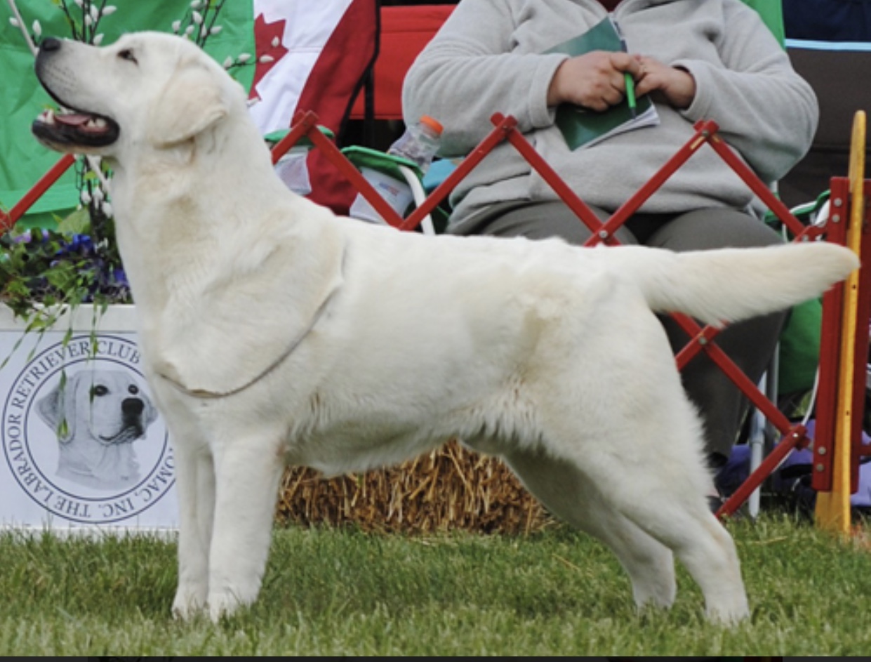 Bequest Doing It For The Ladies | Yellow Labrador Retriver