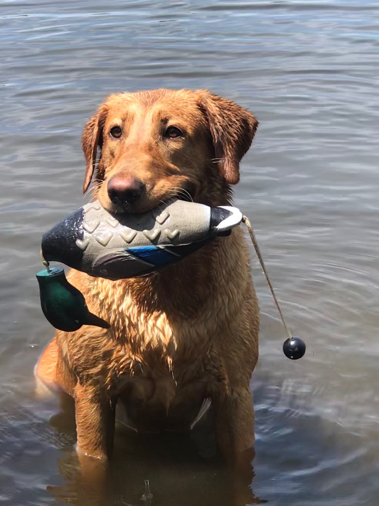 Driscoll's Dynamite | Yellow Labrador Retriver