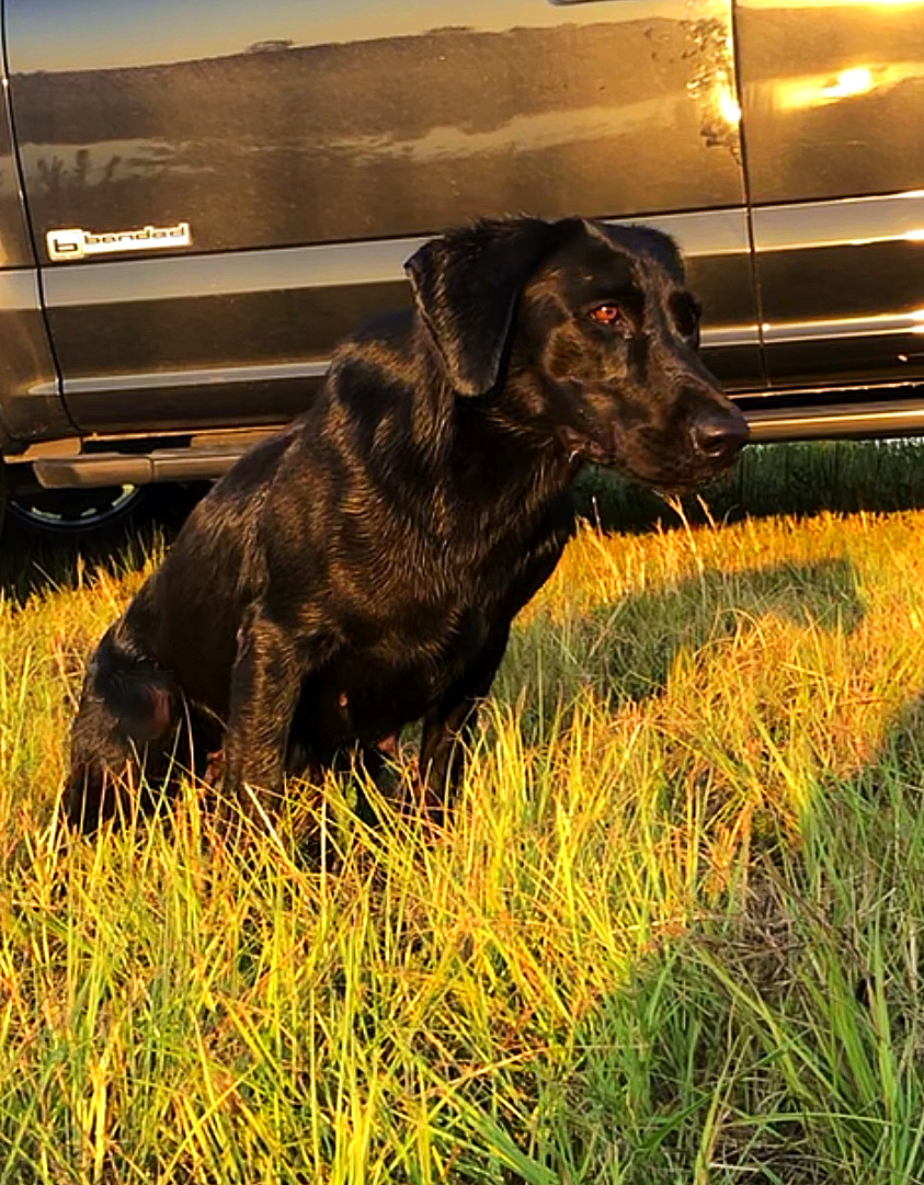 Whistling Wings Southern Belle QAA NDL | Black Labrador Retriver