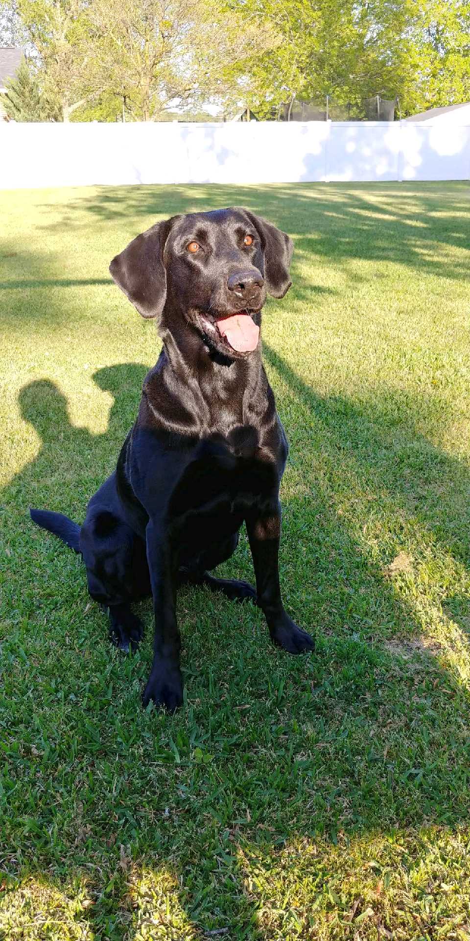 Mill Creek  Marley SH | Black Labrador Retriver