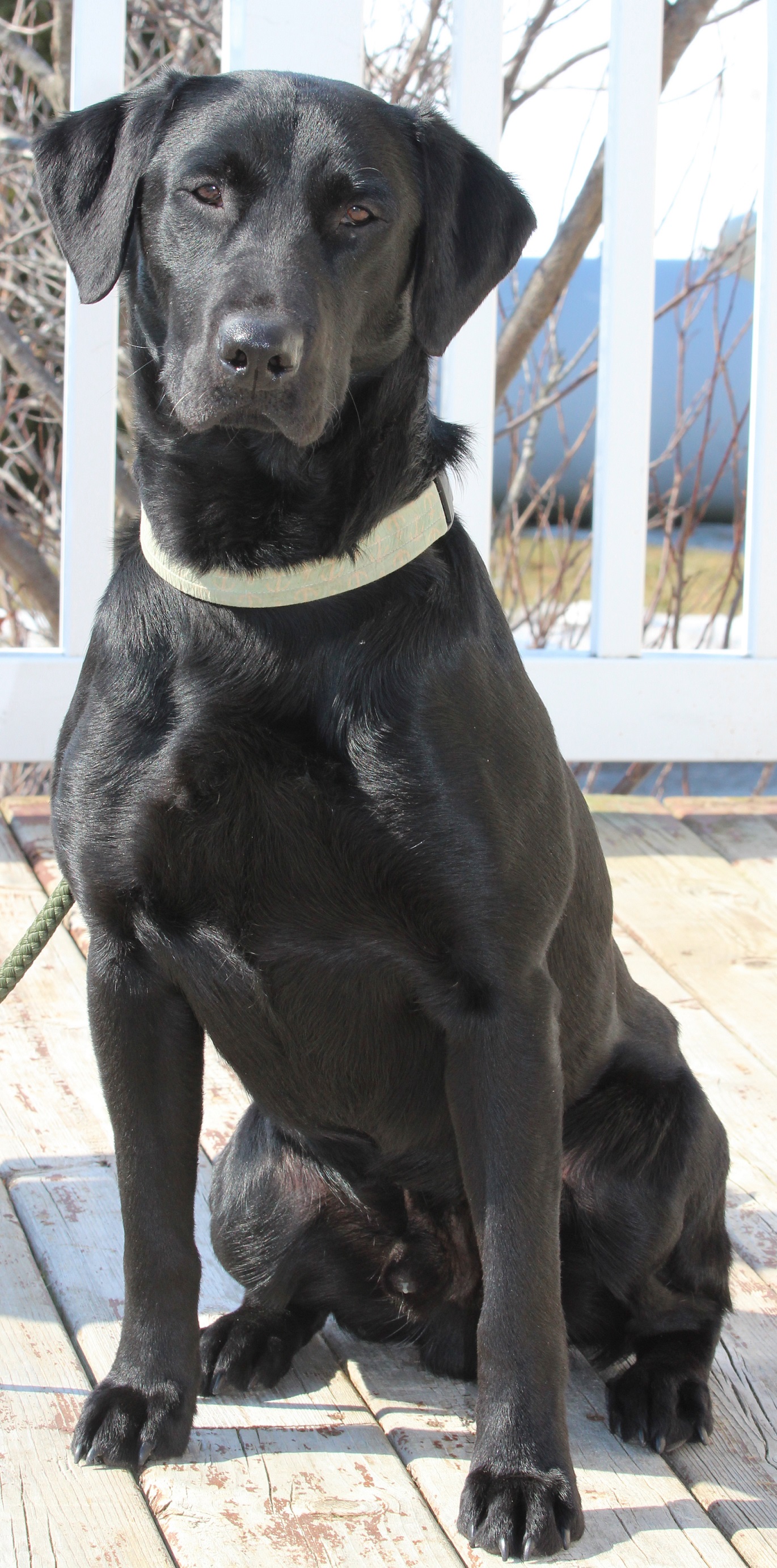 Iowa Pointing Lab Dallman's Cash JH SH | Black Labrador Retriver