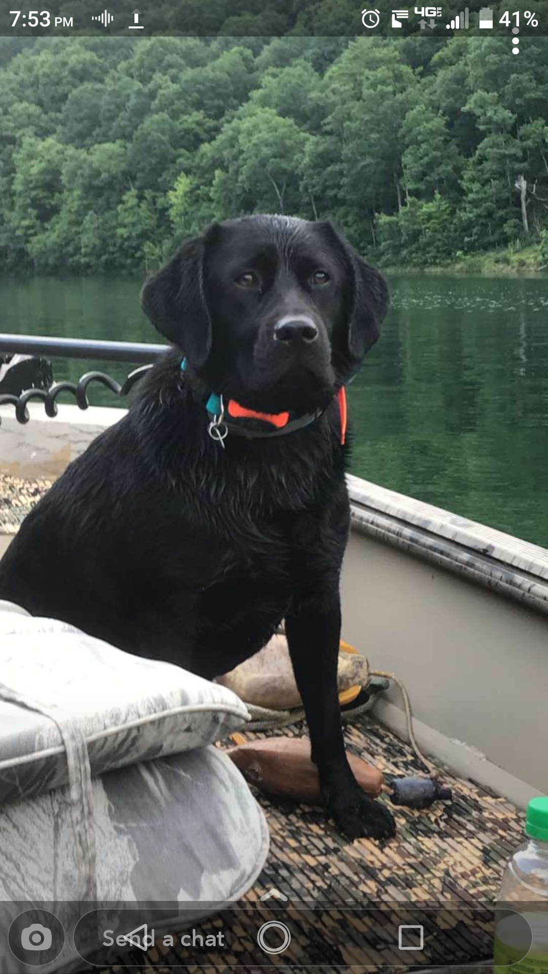 Dakota's Southern Dutches | Black Labrador Retriver