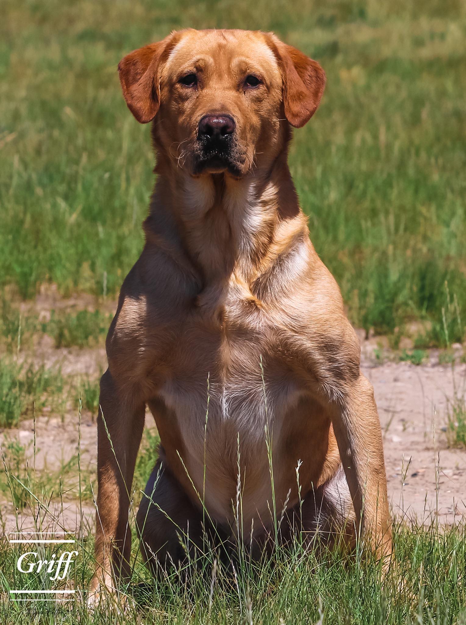 Drk’s The Kid | Yellow Labrador Retriver