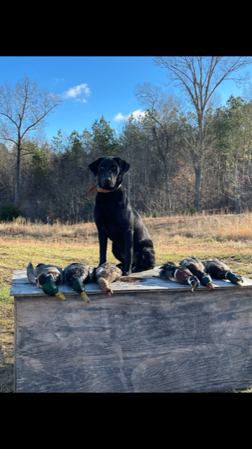 HRCH Page Farm's Heart Of Dixie | Black Labrador Retriver