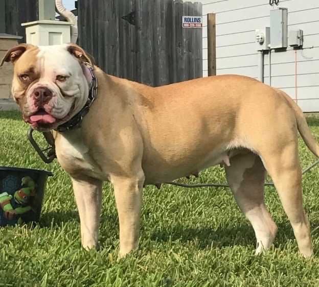 Dirty South Bulldogs Bella Hinojosa of Armstrongs | American Bulldog 