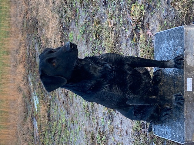 HRCH Page Farm's Skyy Cruisin' Colt | Black Labrador Retriver