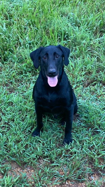 HRCH Page Farm's Skyy Cruisin' Colt | Black Labrador Retriver