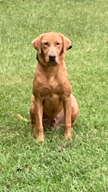 Page Farm's Blazing Red Oak | Yellow Labrador Retriver