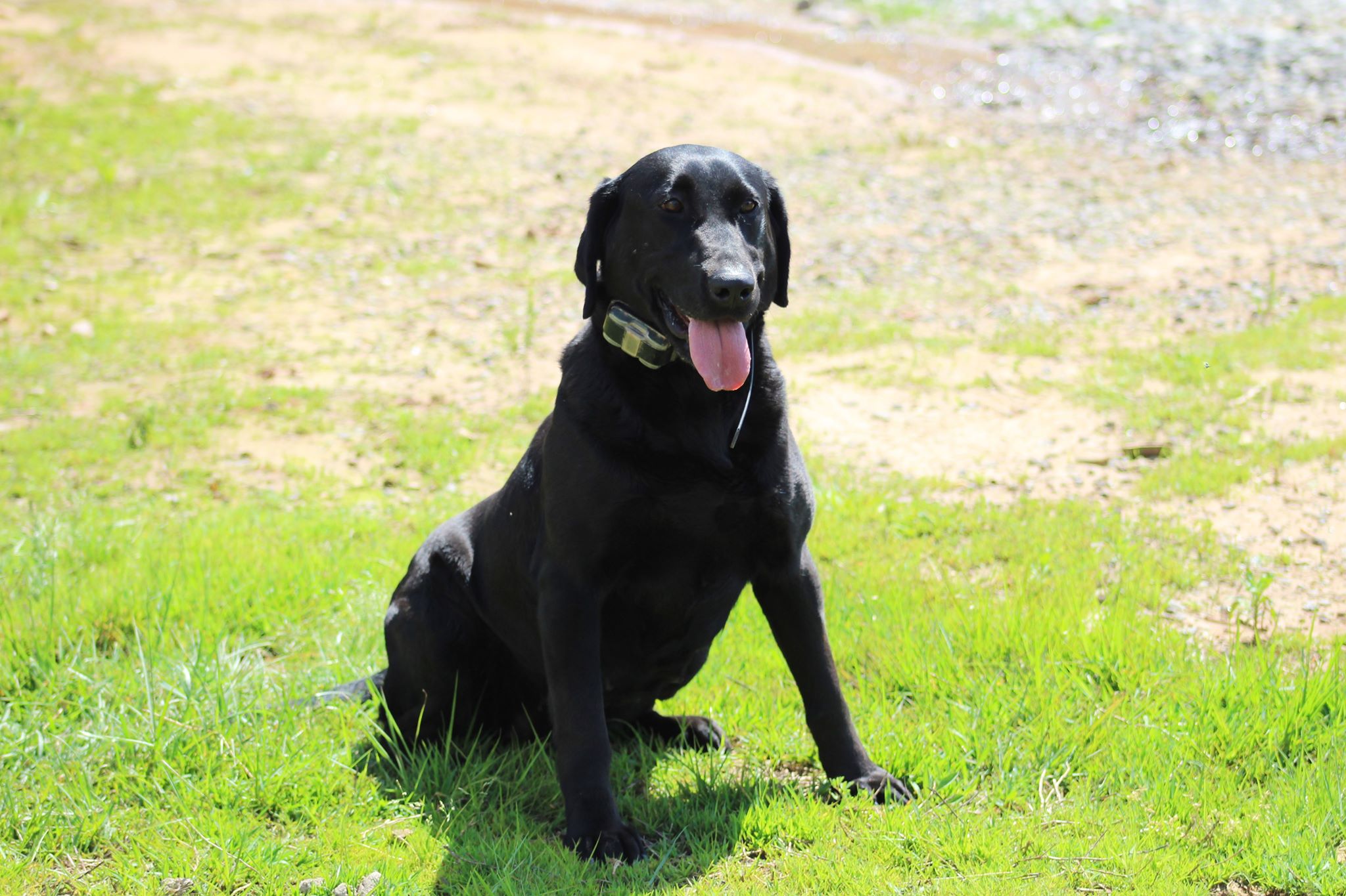 Pbg's Black Bird Of The Sky | Black Labrador Retriver