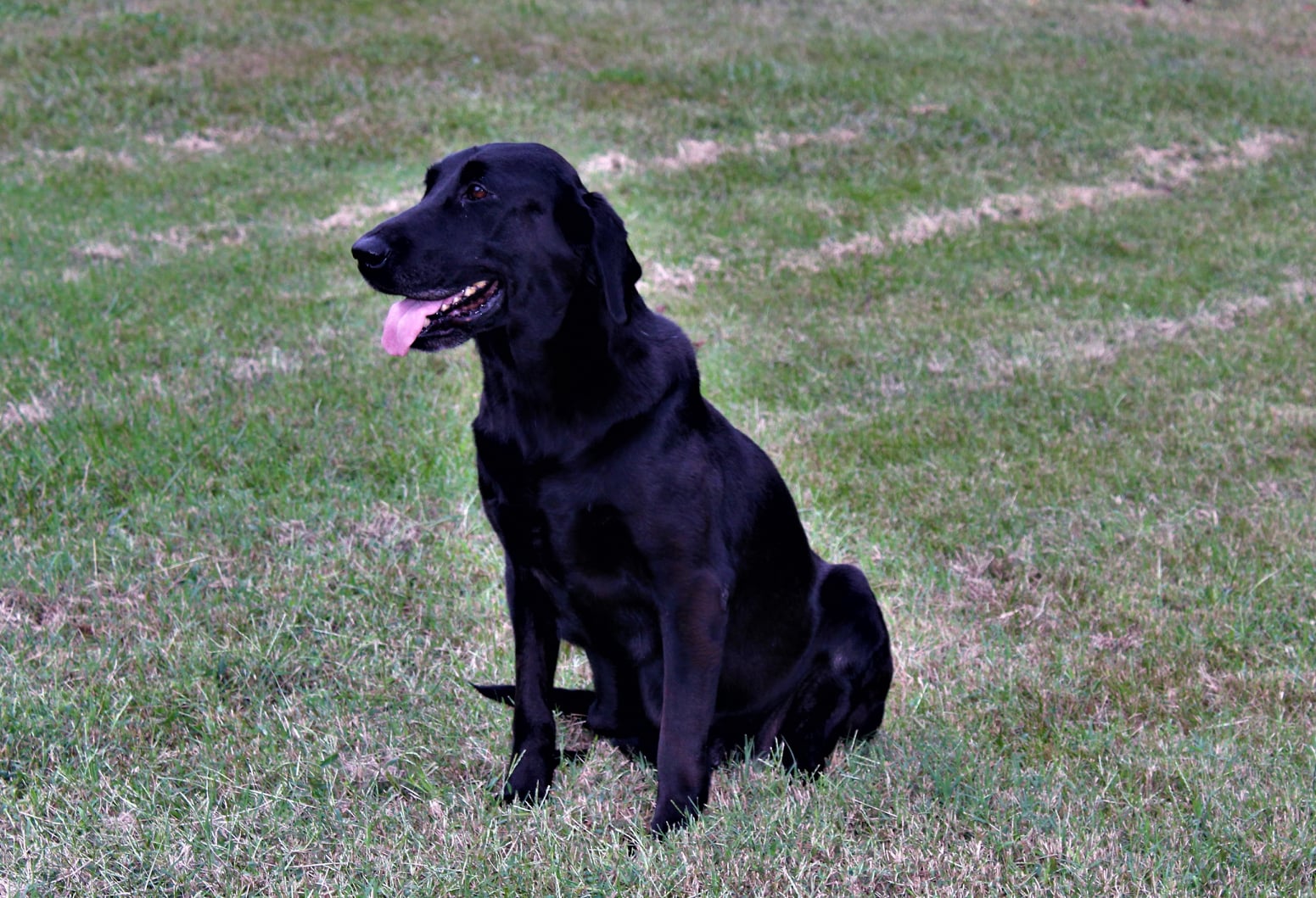 Pbg's Black Bird Of The Sky | Black Labrador Retriver