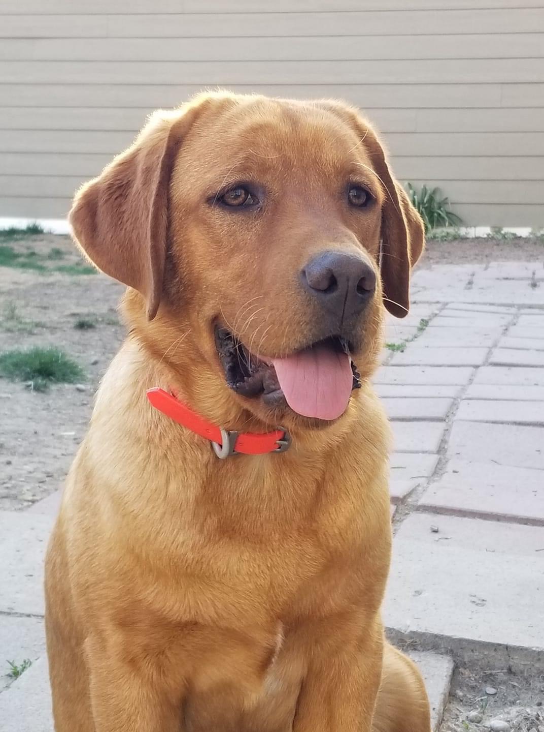 Fsr Dakota’s The Floor Is Lava | Yellow Labrador Retriver