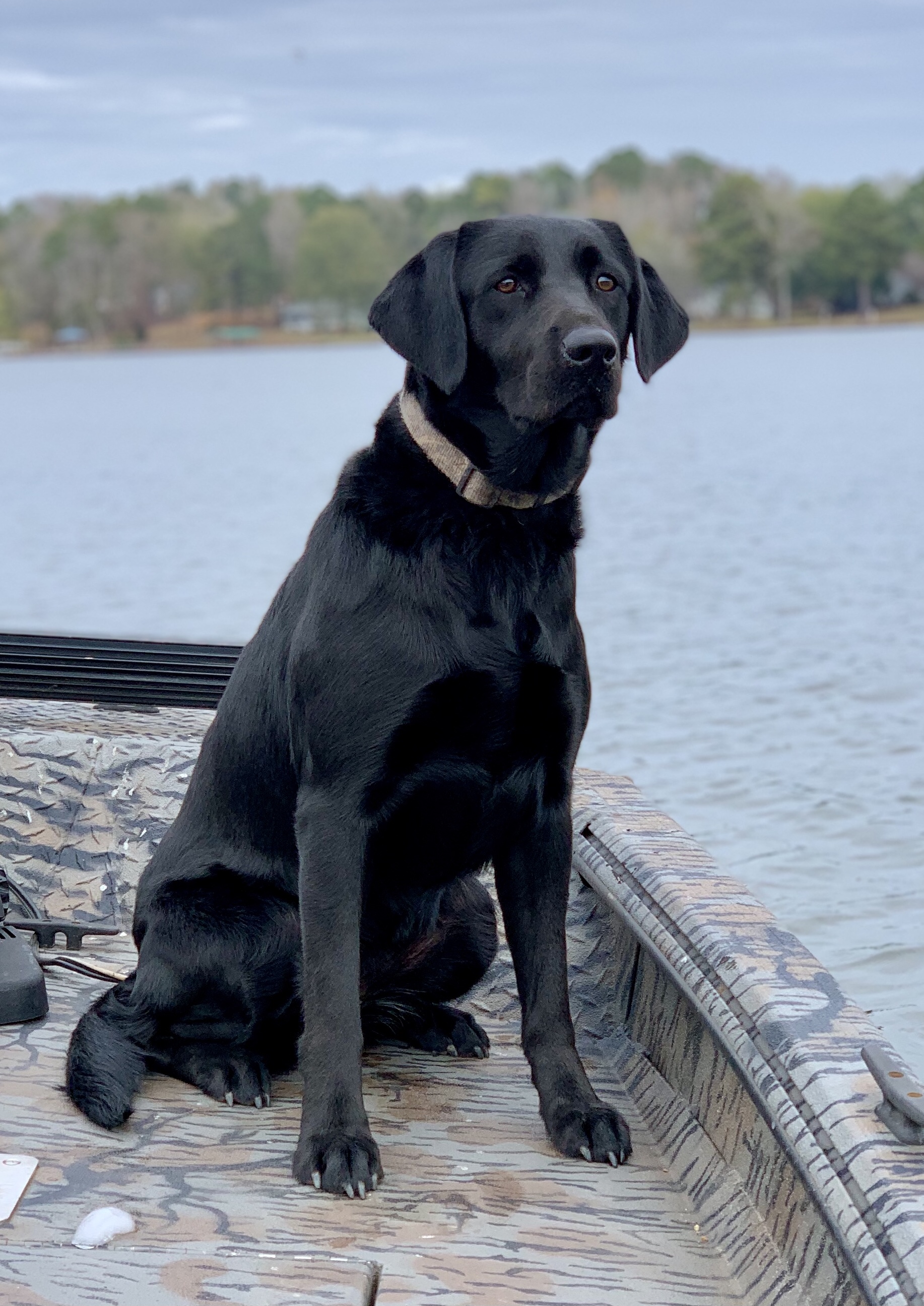 HR Avant's Moonshine MH | Black Labrador Retriver